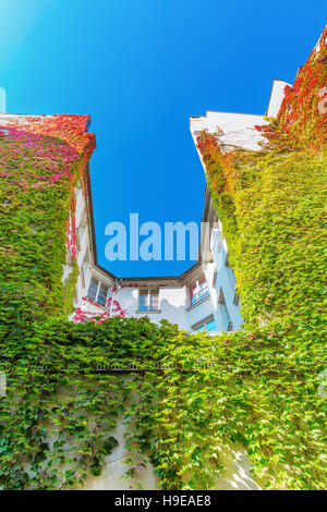 Altstadt-Gebäude in Paris mit Reben Ranken überwuchert Stockfoto