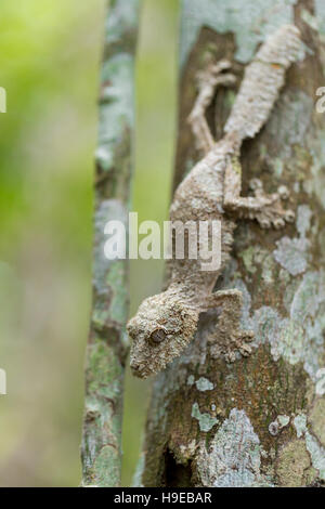 Perfekt maskierte moosigen Blatt-tailed Gecko, Uroplatus Sikorae, Arten von Gecko mit der Fähigkeit, seine Hautfarbe entsprechend ihrer Umgebung ändern. Und Stockfoto