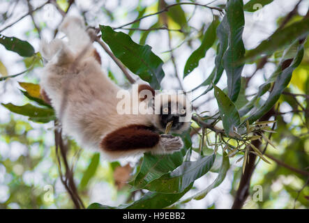 Porträt von endemischen Lemur Coquerel-Sifaka (Propithecus Coquereli), Fütterung auf Baum. Ankarafantsika Nationalpark, Madagascar Wildlife Stockfoto