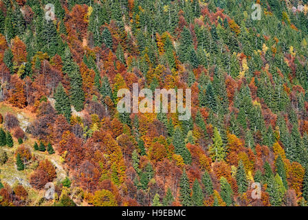 farbige Wald Gebirge im Herbst, Natur Hintergrund Stockfoto