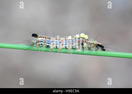 Caterpillar Rusty Tussock Moth, Orgyia antiqua Stockfoto