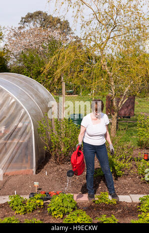 Eine reife Frau, die Bewässerung von Pflanzen im Gemüsebeet in einer Gartenanlage in Broome, Bungay, Suffolk, England, Großbritannien, Uk Stockfoto