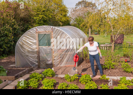 Eine reife Frau, die Bewässerung von Pflanzen im Gemüsebeet in einer Gartenanlage in Broome, Bungay, Suffolk, England, Großbritannien, Uk Stockfoto