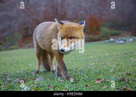 Roter Fuchs im Wald in italienischer Sprache Stockfoto