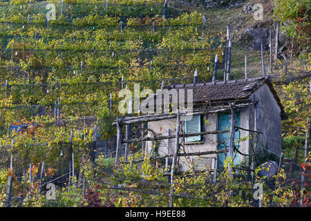 Gerätehaus in Merlot-Weinberge im Herbst in Mitteleuropa Stockfoto