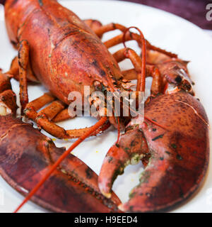 Einen gekochten Hummer auf einem Teller bei Hallen Hafen Lobster Pound in Nova Scotia, Kanada. Der Hummer ist bereit, gegessen zu werden. Stockfoto