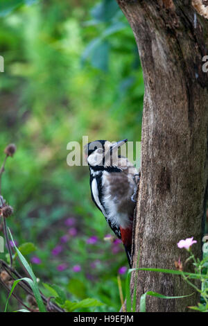 Männliche Great Spotted Woodpecker Dendrocopos großen UK Stockfoto