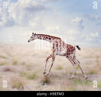 Junge Giraffe läuft in eine Wiese Stockfoto