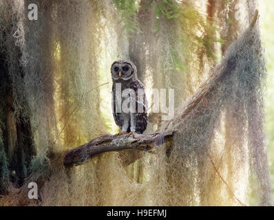 Verjährt Owlet Sitzstangen auf einem Ast in Florida Wetlands Stockfoto