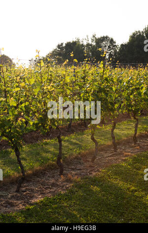 Die Domaine de Grand Pre-Weinberg in der Nähe von Wolfville, Nova Scotia, Kanada. Der Weinberg ist in Annapolis Valley. Stockfoto