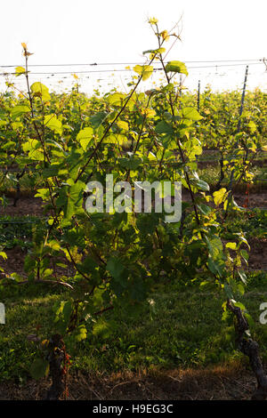 Die Domaine de Grand Pre-Weinberg in der Nähe von Wolfville, Nova Scotia, Kanada. Der Weinberg ist in Annapolis Valley. Stockfoto