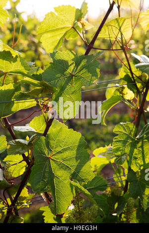 Die Domaine de Grand Pre-Weinberg in der Nähe von Wolfville, Nova Scotia, Kanada. Der Weinberg ist in Annapolis Valley. Stockfoto