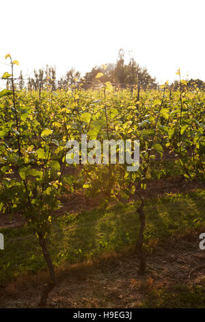 Die Domaine de Grand Pre-Weinberg in der Nähe von Wolfville, Nova Scotia, Kanada. Der Weinberg ist in Annapolis Valley. Stockfoto