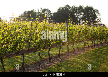 Die Domaine de Grand Pre-Weinberg in der Nähe von Wolfville, Nova Scotia, Kanada. Der Weinberg ist in Annapolis Valley. Stockfoto