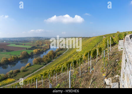 Weinberge am Fluss Neckar, Deutschland Stockfoto