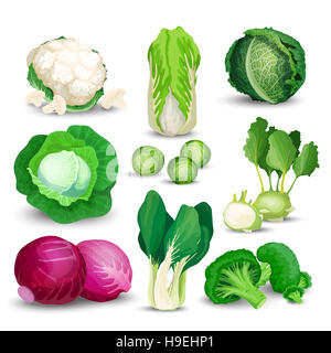 Gemüse mit Broccoli, Kohlrabi und anderen verschiedenen Kohlpflanzen gesetzt. Set mit Kohl, Brokkoli, Kohlrabi, Wirsing, rot, Gemüse Chinesisch, Napa und Brus Stockfoto