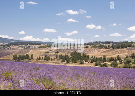 Lavendel in der Nähe von Sault in der Provence. Stockfoto