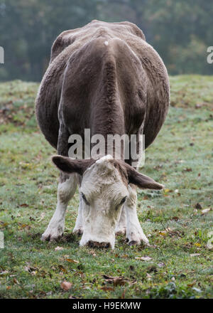 Kuh Weiden auf Wiese Vorderansicht Stockfoto