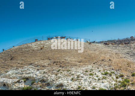 Ziegenhof in den Bergen von Zypern. Stockfoto