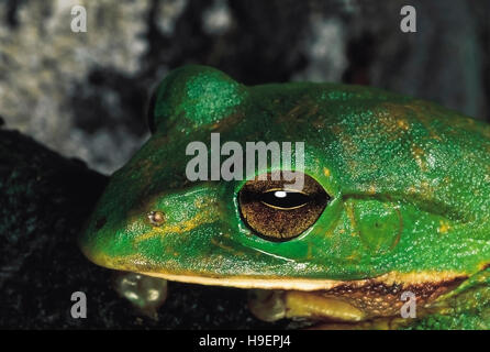 Rhacophorus Malabaricus. Malabar gleiten Frosch oder Malabar fliegender Frosch. Nahaufnahme des Kopfes. Arunachal Pradesh, Indien. Stockfoto