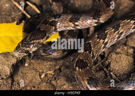 Oligodon Taeniolatus. Russells / bunte Kukri Schlange. Hautnah. Nicht giftig. Pune, Maharashtra, Indien. Stockfoto