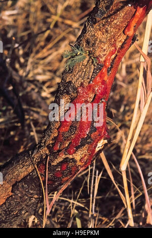 Babool Gum Nässen aus Babool Baum. District Pune, Maharashtra, Indien. Stockfoto