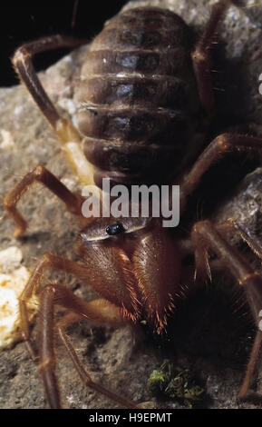 Solifuge. Galeodes Arten. Pune, Maharashtra, Indien. Stockfoto