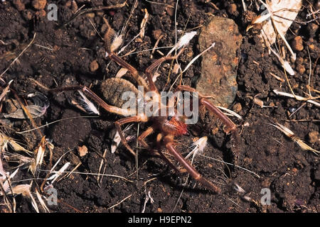 Solifuge. Galeodes Arten. District Pune, Maharashtra, Indien. Stockfoto