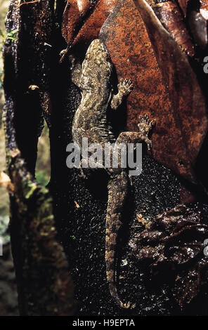 Wohnung-TAILED Haus GECKO, Cosymbotus Platyurus. Arunachal Pradesh, Indien. Stockfoto