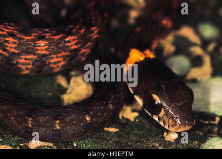 Rhabdophis Himalayanus. Himalaya Keelback. Möglicherweise giftige. Arunachal Pradesh, Indien. Stockfoto