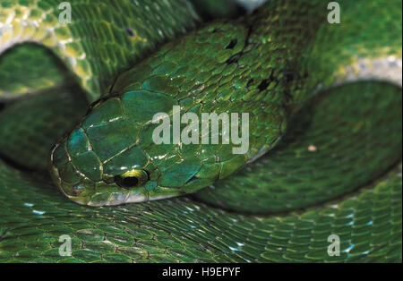 Macropisthodon Plumbicolorl. Ringelnatter/grüne Keelback. Erwachsenen hautnah. Nicht giftig. Maharashtra, Indien. Stockfoto