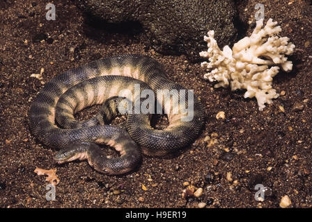 Enhydrina Schistosa. Haken-gerochene Seeschlange. Giftige. Gefangene Exemplar. Maharashtra, Indien. Stockfoto