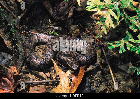 Ovophis Monticola Monticola. Berg-Grubenotter. Giftige. Arunachal Pradesh, Indien. Stockfoto