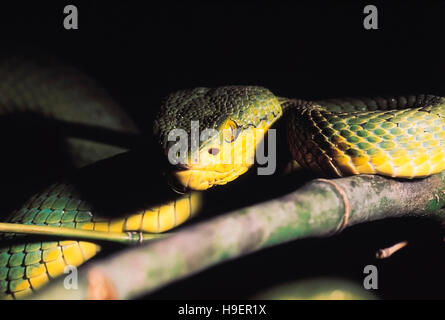 Trimeresurus Gramineus. Bambus-Grubenotter. Diese Viper haben sensorische Gruben vor den Augen erhitzen. Giftige. Katraj Snake Park, Pune, Maharashtra, In Stockfoto