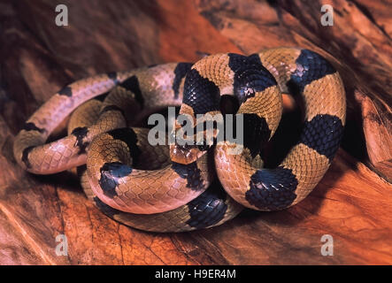 Oligodon Arnensis. Juvenile Common/Banded Kukri Schlange. Nicht giftig. Pune, Maharashtra, Indien. Stockfoto