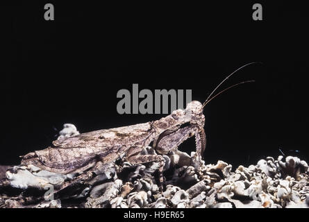 Humbertiella Indica. Selten. Praying Mantis perfekt getarnt auf Flechten. Maharashtra, Indien. Stockfoto