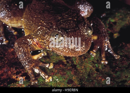 Nyctibatrachus Humayuni. Humayun runzlig Frosch. Koyna, Maharashtra, Indien. Stockfoto