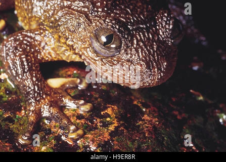 Nyctibatrachus Humayuni. Humayun runzlig Frosch. Die blinzelnde Membran (Unterlid) ist deutlich sichtbar. Koyna, Maharashtra, Indien. Stockfoto