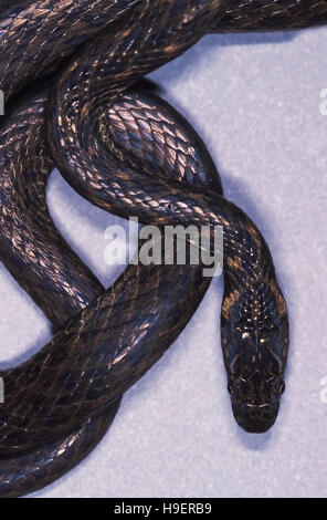 Venning des Keelback. Nicht giftig. Nur selten zur Verfügung. Eines der wenigen Bilder der Gattung in Existenz. Arunachal Pradesh, Indien. Stockfoto