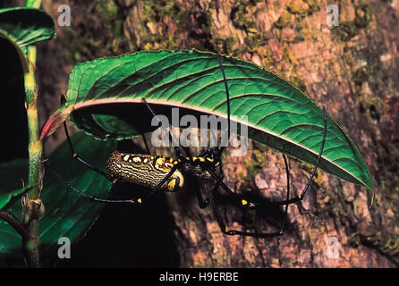 Nephila Maculata, Nephila pilipes Giant Wood Spider. Kodagu, Karnataka, Indien. Stockfoto