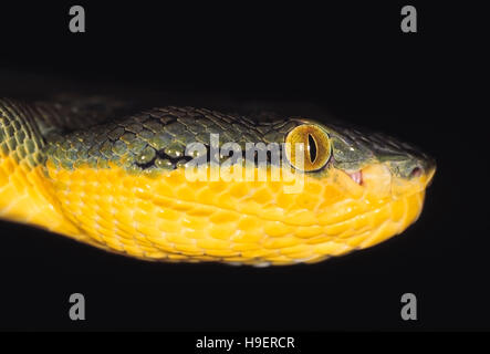 Trimeresurus Gramineus. Bambus Grubenotter Kopf. Giftige. Rajmachi Fort, Maharashtra, Indien. Stockfoto