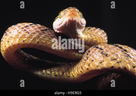 Boiga Beddomei. Beddome der Katze Schlange. Nicht giftig. Maharashtra, Indien. Stockfoto