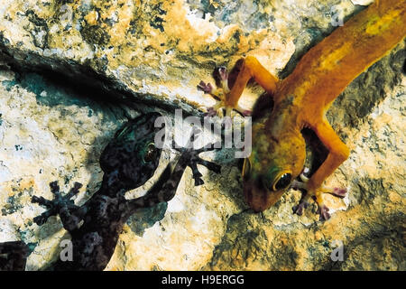 Calodactylodes aureus. goldenen Gecko. Gefährdete Arten. Indien. Seltene Stockfoto