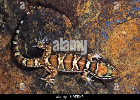 TERMITENHÜGEL GECKO, Hemidactylus Triedrus. Saswad, Maharashtra, Indien. Stockfoto