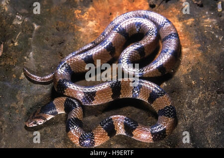 Oligodon Arnensis gemeinsame indische KUKRI Schlange. Nicht giftig. Erwachsenen. Fotografiert in Pune (Poona Bezirk =) Maharashtra, Indien. Stockfoto