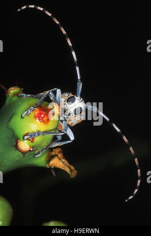 LONGHORN BEETLE AUF EUPHORBIA NAHAUFNAHME VERTIKAL. Die Detailansicht zeigt Facettenaugen und Fühler. Fotografiert in der Nähe von Basapur Dorf, Karnataka, Indien. Stockfoto