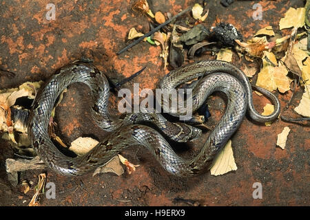 Oligodon Taeniolatus VARIEGATED KUKRI. Nicht giftig. Fotografiert in Pune, Maharashtra, Indien. Stockfoto