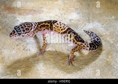 WESTERN INDIAN LEOPARDGECKO Eublepharis Fuscus Erwachsener, weibliche von in der Nähe von Jejuri, Maharashtra, Indien. Lebt in trockenen Gestrüpp und felsige Gebiete. Stockfoto