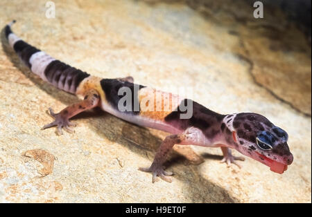 WESTERN INDIAN LEOPARDGECKO Eublepharis Fuscus JUVENILE von in der Nähe von Jejuri, Maharashtra, Indien. Lebt in trockenen Gestrüpp und felsige Gebiete. Ernährt sich von Insekten Stockfoto