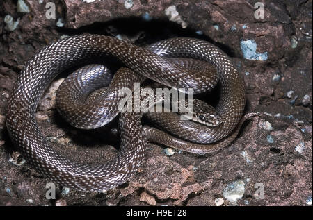 Indische glatte Schlange coronella Brachyura. Muster aus Maharashtra, Indien. Stockfoto